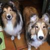 sheltie444